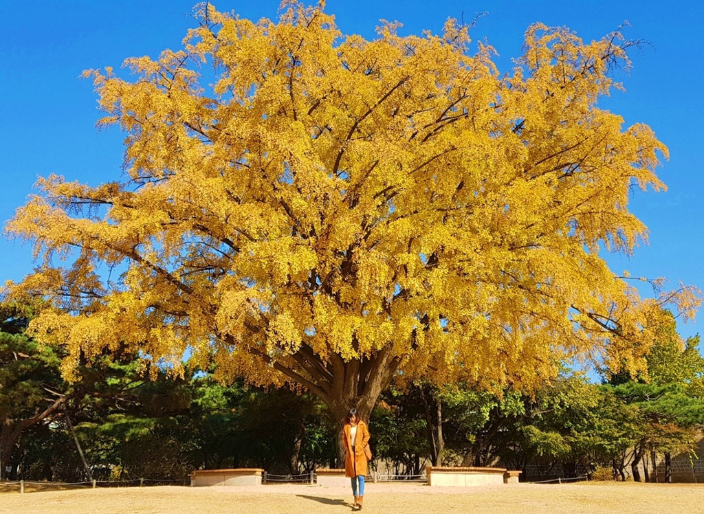 Hàn Quốc mùa thu lá vàng